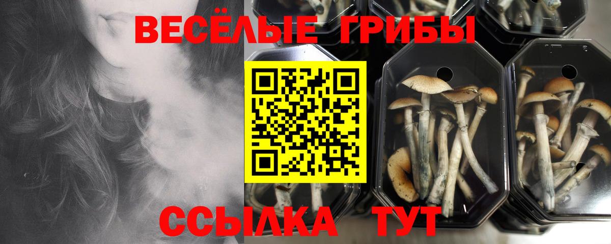 Сосновоборск  Галлюциногенные грибы Psilocybine cubensis  наркошоп  Вход с VPN 
